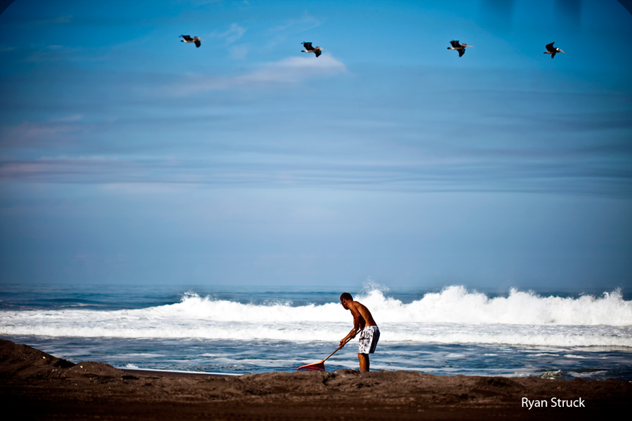 pelicans pelicans. photos of birds. what kind of birds in mexico.