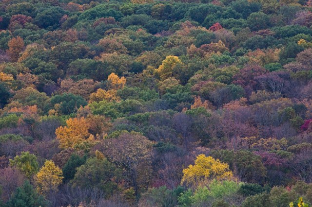 fall trees. new jersey leaves. changing colors in the fall. wildlife photographer.