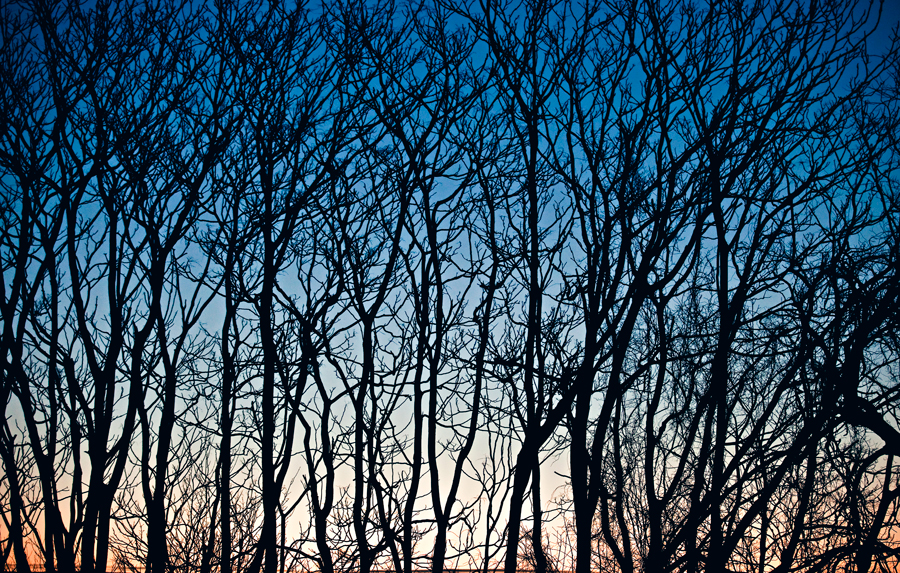 trees tree photography. sunrise photo. gradient. blue sky. nature photo. photographer. photography.