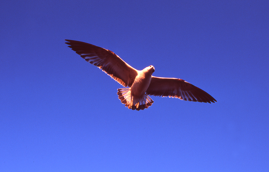 seagull photos. bird photography. color slide film. 35mm film. blue sky. saturated. bird flying. beach birds. water fowl.