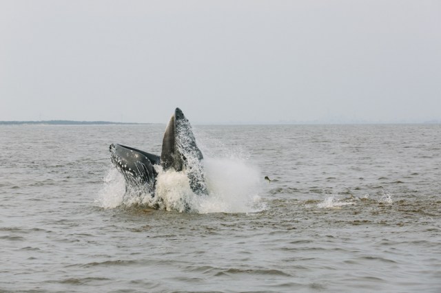 whale feeding on bunker